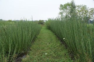 Growing Willow For Weaving, Live Fence, Living Willow Fence, Willow Structures, Natural Weaving, Wattle Fence, Willow Fence, Landscape Yard, Basket Willow