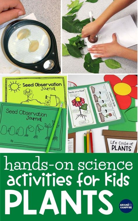 Find creative ideas and hands-on plant life cycle activities that teach your first, second, and third graders about plants. Students learn about the parts of a plant, photosynthesis, pollination, and how seeds are dispersed. Don’t miss the unique foldable flower lapbook to get kids writing about science ideal for 1st, 2nd, and 3rd graders. #plantlifecycle Plant Activities For First Grade, Photosynthesis Activities, Plants Life Cycle Activities, Soil Activities, Life Cycle Activities, Green Therapy, Orange Room, Life Cycles Activities, Plants Unit