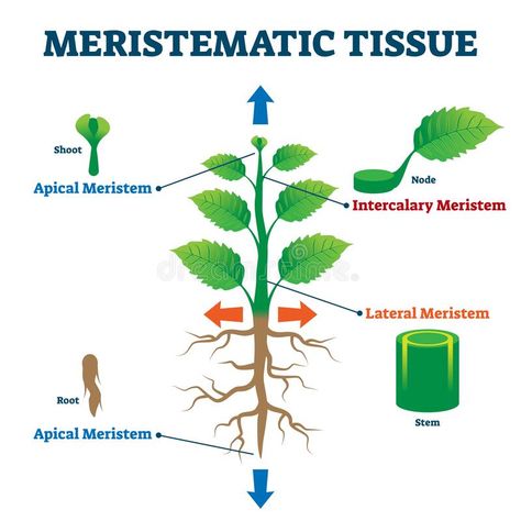 Meristematic Tissue, Enzymes Biology, Plant Cell Project, Science Diagram, Tissue Biology, Biology Drawing, Bio Notes, Plant Physiology, Cells Project