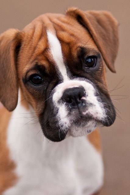 German Boxer, Cute Boxer Puppies, Boxer Dog Breed, Boxer Dog Puppy, Beautiful Dog Breeds, Boxer And Baby, Cute Boxers, Cesar Millan, Boxer (dog)