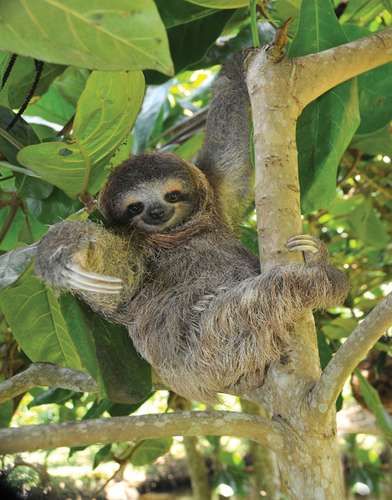 Costa Rica, Sloth Habitat, Sloth Aesthetic, Pictures Of Sloths, Two Toed Sloth, Smiling Animals, Three Toed Sloth, Sloth Life, Sloth Stuffed Animal