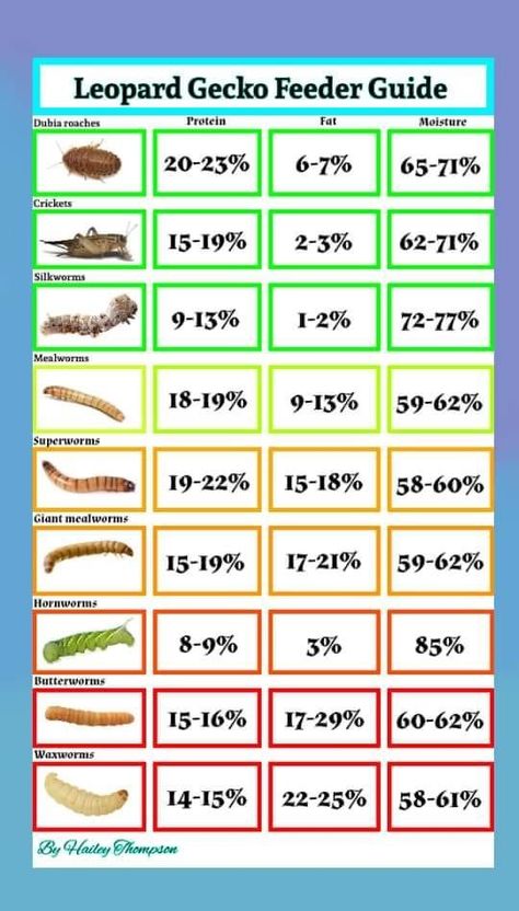 Gecko Hammock Diy, Leopard Gecko Needs, Simple Leopard Gecko Setup, Cool Leopard Gecko Tanks, Leopard Gecko Feeding Chart, Gecko Hides Diy, Leopard Gecko Habitat Diy, Leaped Gecko Tank Set Up, Leopard Gecko Terrarium Ideas Bioactive