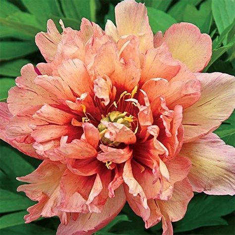 Peony Bulbs, Itoh Peony, Peony Care, Itoh Peonies, Spring Hill Nursery, Planting Peonies, Growing Peonies, Sun Perennials, Shade Flowers