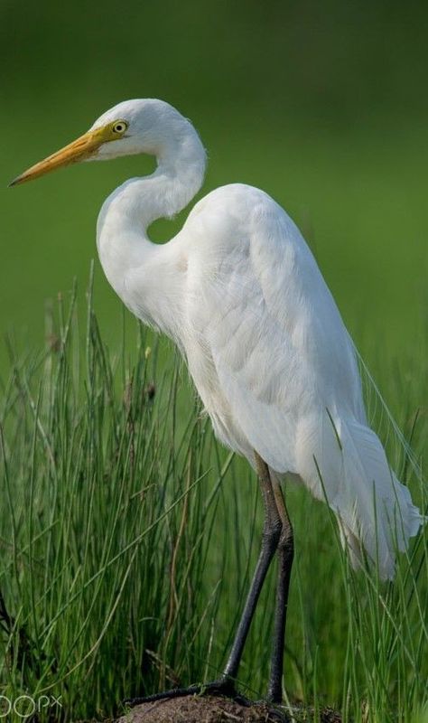 Bird Painting Reference, White Crane Bird, White Egret Painting, Heron Drawing, Egret Painting, Flying Heron, Great White Egret, Egret Bird, Egret White