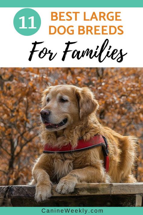 Here are the recommended 11 of the best large dog breeds for families  and list some of the important things you’ll need to do before bringing  your new pet home. Please check our post. Best Dog Breeds For Families, Best Big Dog Breeds, Puppy Hacks, Best Family Dog, Dogs For Families, Best Family Dogs, Best Large Dog Breeds, Dog Breeds For Families, Best Family Dog Breeds