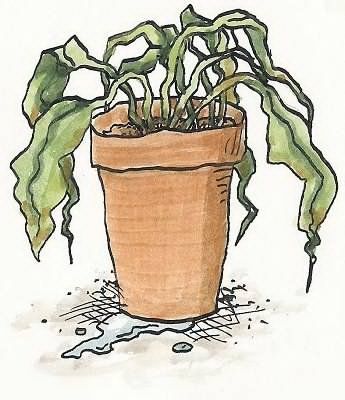 Withered plant Withering Flower Drawing, Types Of Poetry, Wash Drawing, Watercolour Wash, Plant Cartoon, Beer Table, Plant Sketches, Plant Doodle, Plant Clips