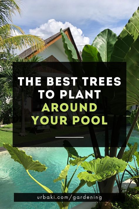 The landscaping around the pool is key to the overall look and effect you want to create for your outdoor space. If the plantings are well-chosen and planned, they will show the best of the pool.The wrong choices can damage the whole scene. Find the maximum height and width of the canopy of a potential tree near the pool so you don't end up with something standing or occupying the pool and patio area. Low Maintenance Plants Around Pool, Rio Grande, Tropical Garden Around Pool, Outdoor Potted Plants Around Pool, Plants Pool Area, Backyard Landscaping With Pool Ideas, Plants For Pool Area Potted, Pool Area Garden Ideas, Pool Area Garden