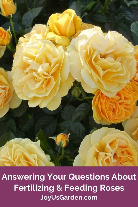 Feeding Roses & Fertilizing Roses:Answers To Your Questions Roses Garden Care, Pruning Roses, Rose Fertilizer, Compost Soil, Rose Recipes, Worm Composting, Rose Care, Shrub Roses, Hybrid Tea Roses