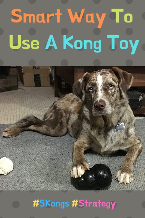 Kong toys are very tough, hollow chew toys available in various “chew levels”, sizes, and for different stages of dog’s life. Click to learn how to use it the smart way! Kong Stuffing, Kong Dog Toys, Dog Hook, Dog Words, Kong Toys, Dog Diy, Toys Ideas, Dog Fun, Small Tins