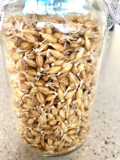 Malt Powder, Barley Grain, Japanese Bread, Sprouted Grains, Beer Photos, No Rise Bread, Barley Flour, Urban Farm, Malted Barley