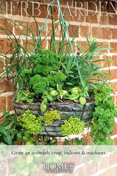 Don't overlook the vertical plane when planning your herb garden – hanging baskets can make an enticing, fragrant addition to the garden. Hanging Basket Combinations, Herbs Balcony, Best Herb Garden, Diy Hanging Baskets, Diy Hanging Herb Garden, Hanging Basket Ideas, Hydroponic Herb Garden, Balcony Herb Gardens, Herb Garden Ideas