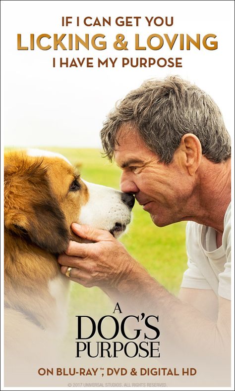 A Dogs Purpose Quotes, A Dogs Purpose Movie, A Dog's Purpose, A Dog's Journey, Dog Finds, A Dogs Purpose, Dog Movies, See Movie, Dog Books