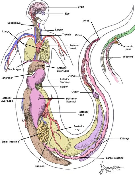 Anatomy Of A Mermaid, Human Mermaid Hybrid, Anatomy Of Mermaid, Half Snake Half Human Anatomy, Snake People Art, Snake Hybrid Human, Snake Person Character Design, Snake Hybrid, Mermaid Powers