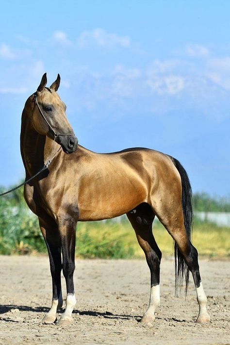 Akhal-teke, Ahal Teke, Horses Funny, Funny Horse Pictures, Horse Coat Colors, Akhal Teke Horses, Pony Breeds, Beautiful Arabian Horses, Funny Horses