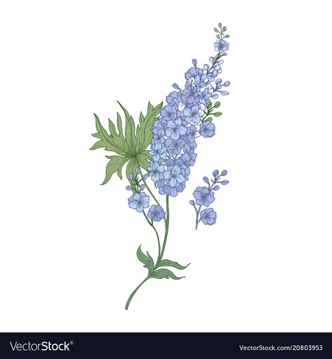 Larkspur Drawing, Larkspur Flower, Nifty Crafts, Botanical Drawing, Heart Flowers, Flowers Vector, Botanical Drawings, Delphinium, Blooming Flowers