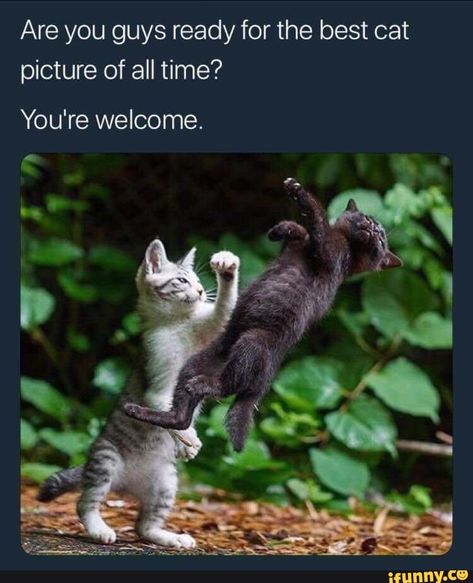 Found on iFunny Sick Meme, Gatos Cool, Super Cat, 웃긴 사진, Cat Quotes, Funny Cat Memes, Funny Animal Memes, Funny Animal Pictures, Super Funny