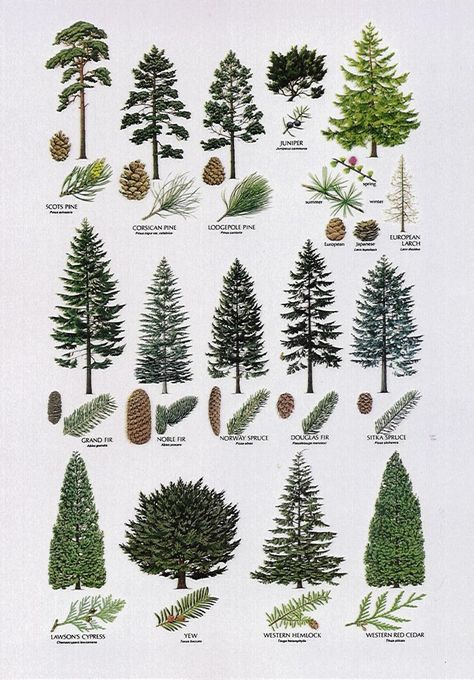 Other conifer tree ideas for the back of the property. Types Of Pine Trees, Types Of Trees, Tree Id, Landscaping Trees, Tree Identification, Conifer Trees, Illustration Botanique, Have Inspiration, Plant Identification