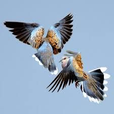 21 Facts on Turtle Dove - Tweetapedia - Living with Birds Dove Flying, Flirting Tips For Guys, Interesting Photography, Turtle Dove, Smart Garden, Cat Stories, Sleeves Ideas, Flirting Tips For Girls, Card Illustration