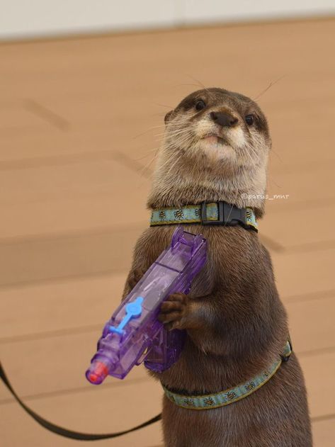 JUST 'CAUSE: party otter carrying a water squirt gun toy. Thank you, @mtambouris <3 Otters Cute, Cute Ferrets, Baby Otters, Baby Animals Pictures, Baby Animals Funny, Cute Animal Photos, Cute Creatures, Funny Animal Pictures, Cute Little Animals