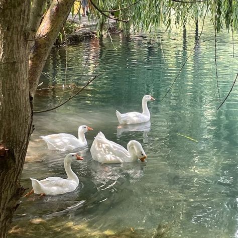 Christina Core, Pretty Landscapes, Cottagecore Aesthetic, Spring Aesthetic, Nature Aesthetic, Swans, Pretty Places, Green Aesthetic, Pretty Pictures