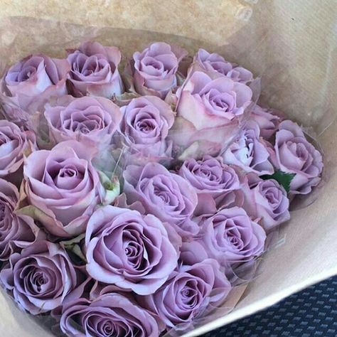 Love lilla rose Lilac Roses Aesthetic, Lilac Roses Bouquet, Lilla Rose, Violet Aesthetic, Rose Purple, Lilac Roses, Bridesmaid Bouquets, Flower Therapy, Beautiful Bouquet Of Flowers