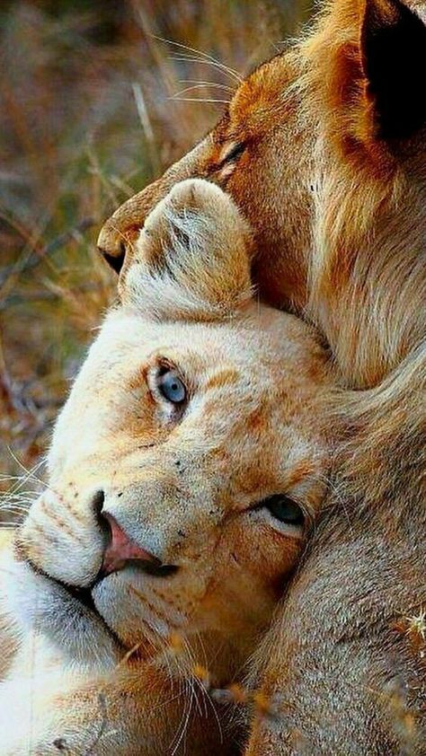 Wild Animals Photography, Lion Family, Lion Photography, Lion Love, Wild Animals Pictures, Lion Images, Lion Pictures, Beautiful Cats, 귀여운 동물