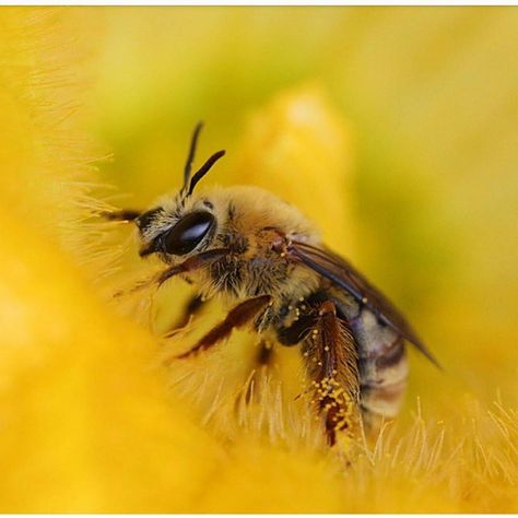 Genus Peponapis, also known as the squash bee, is a solitary bee that helps pollinate the the squash you turn to spaghetti and pumpkins in… Solitary Bees, Bee Keeping, Pumpkins, Spaghetti, Bee, Turn Ons, Animals, Instagram, Nature