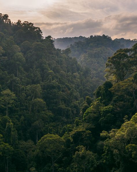 Indonesia Jungle, The Rainforest, Green Jungle, Nature Jungle, Jungle Sunset, Wild Jungle, Animals In The Jungle, Jungle Nature, Jungle Image