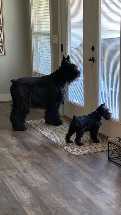 Schnauzer Dogs Giant, Black Mini Schnauzer Puppy, German Schnauzer, Giant Schnauzer Puppy, Black Miniature Schnauzer, Black Mini Schnauzer, Miniature Schnauzer Black, Schnauzer Cut, Schnauzer Breed