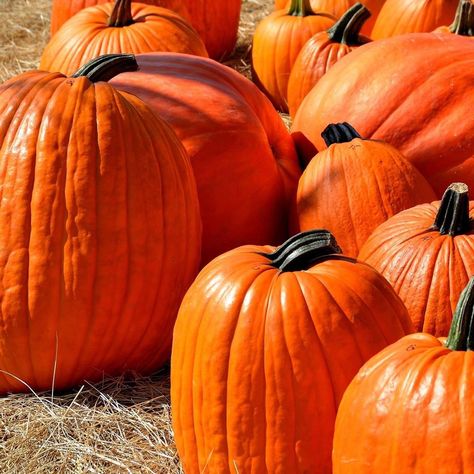 Halloween Films, Growing Pumpkins, Pumpkin Waffles, Old Farmers Almanac, Pumpkin Farm, Pumpkin Picking, Close Up Photography, Healthy Soup Recipes, Pet Treats