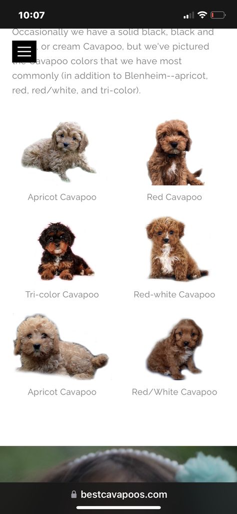 Teacup Cavapoo Full Grown, Cavapoo Essentials, Spoodle Cockapoo Puppy, Cute Dog Breeds Medium, Tri Color Cavapoo, Cacapoopoo Dog, Cavoodle Fully Grown, Cavapoo Mini, Golden Cavapoo