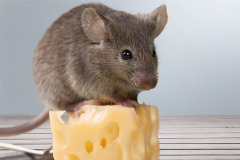 The Family Handyman, Family Handyman, Pest Control, A Mouse, Mice, The Family, Cheese