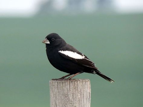 Lark Bunting (Calamospiza melanocorys) Colorado State Bird Lark Bunting, Bunting Bird, Grassland Habitat, Wildlife Biologist, Birds Of America, State Birds, Flock Of Birds, Bird Wings, Sustainable Tourism