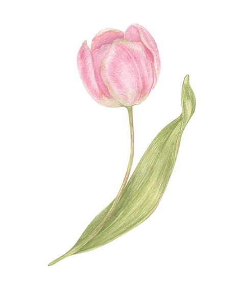 Watercolor hand drawn pink flowers tulip... | Premium Vector #Freepik #vector #watercolor-vintage #flower-art #floral-art #botanical Pink Tulip Watercolor, Pink Flower Illustration, Tulip Photos, Tulips Illustration, Tattoo Tulip, Tulip Illustration, Tulips Vintage, Tulip Watercolor, Tulip Art