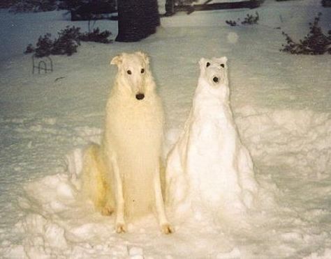 The Snow, Bears, Dogs, White