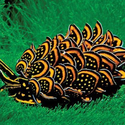 Is it a butterfly, or a fancy pine cone? It's a sea slug! —   via Cyerce Nigricans Fauna Marina, Beautiful Sea Creatures, Sea Slug, Underwater Creatures, Underwater Life, Beautiful Bugs, Water Life, A Bug, Slug