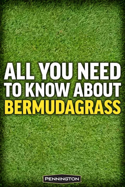 Bermuda Grass Care Tips, Grass Growing Tips Lawn, Bermuda Grass Lawn, Bermuda Grass Seed, How To Dig Up Grass For Flower Bed, Bermuda Sod, Golf Landscape, Lawn Care Diy, Grass Fertilizer Green Lawn