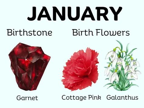 January Month Birthstone and Birth Flower January Birth Symbols, January Crystals Stones, January Symbols, January Birthday Flower, January Star Sign, January Season, January Birth Flower Poster, Month Symbols, January Birth Month Flower