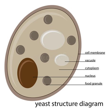 Vector yeast structure. Vector illustration of yeast structure with description Yeast Illustration, Paper Weaving, Mosaic Ideas, Strong Words, Image Vector, Vector Illustrations, Illustration Vector, Yeast, Stock Vector