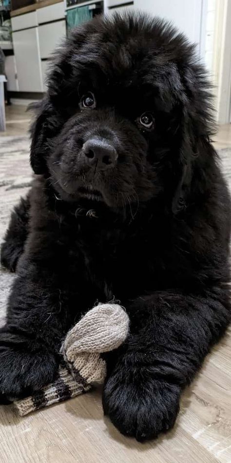 New Found Land Dog, Pimple Inside Nose, Newfie Dog, Big Fluffy Dogs, Dog Tumblr, Newfoundland Puppies, Newfoundland Dogs, St Bernard Dogs, Bernard Dog