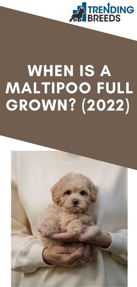 A Maltipoo is a cross between a Maltese and a Toy or Miniature Poodle. They are also sometimes called Malti-Poos, Maltipoos, Maltepoos, or Multi-Poos. As with all crossbreeds, it might be challenging to predict the size of a Maltipoo depending on which parent it takes after and whether it was crossed with a Miniature or Toy Poodle. Maltipoos are seldom if ever, crossed with a Standard Poodle. Malti Poo Puppies, Malti Poo Haircut Styles, How To Groom A Maltipoo At Home, Toy Maltipoo Full Grown, Maltipoo Grooming Styles, Maltipoo Puppy Haircuts, Maltipoo Haircut Styles Teddy Bears, Miniature Poodle Cuts, Maltipoo Aesthetic