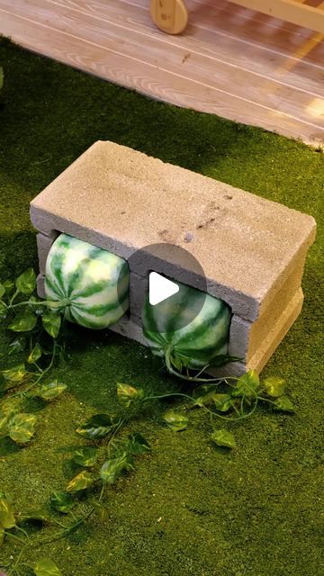 5-Minute Crafts on Instagram: "How to become a green thumb guru! 🍉 

#gardening101 #greenthumbhacks #greenthumbtips" How To Have A Green Thumb, Vegetable Garden Diy, Gardening 101, Home Vegetable Garden, Growing Fruit, 5 Minute Crafts, Easy Garden, Grow Your Own, Growing Flowers