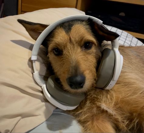 Cute Puppy, Creative And Aesthetic Development, Animal Memes, Animal Photography, Cute Puppies, Headset, Headphones, Puppies