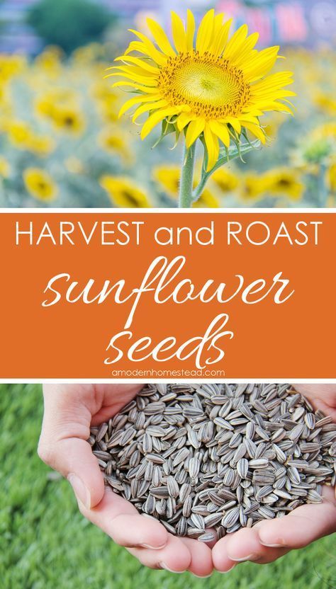 Diy Sunflower Seeds, How To Cook Sunflower Seeds, Homesteading Goals, Sunflower Seed Recipes, Harvesting Sunflower Seeds, Dried Sunflowers, Live Sustainably, Awesome Appetizers, Modern Homestead