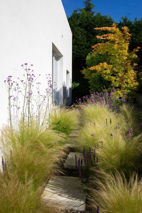 Xeriscape Front Yard, Salvia Nemorosa, Verbena Bonariensis, Small Front Yard Landscaping, Small Front Yard, Meadow Garden, Front Yard Design, Grasses Landscaping, Grasses Garden