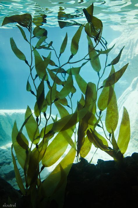 Marine Plants Illustration, Ocean Plants Underwater, Underwater Plants Photography, Underwater Plants Art, Underwater Plants Aquarium, Underwater Art Reference, Underwater Ocean Photography, Under Sea Plants, Deep Sea Plants