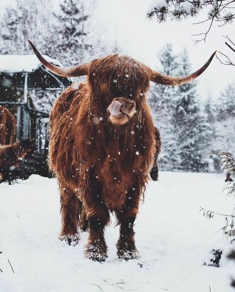 Highland Cow Christmas, Highland Cow Painting, Cow Photography, Cow Wallpaper, Highland Cow Art, Cow Print Wallpaper, Cow Christmas, Scottish Highland Cow, Fluffy Cows