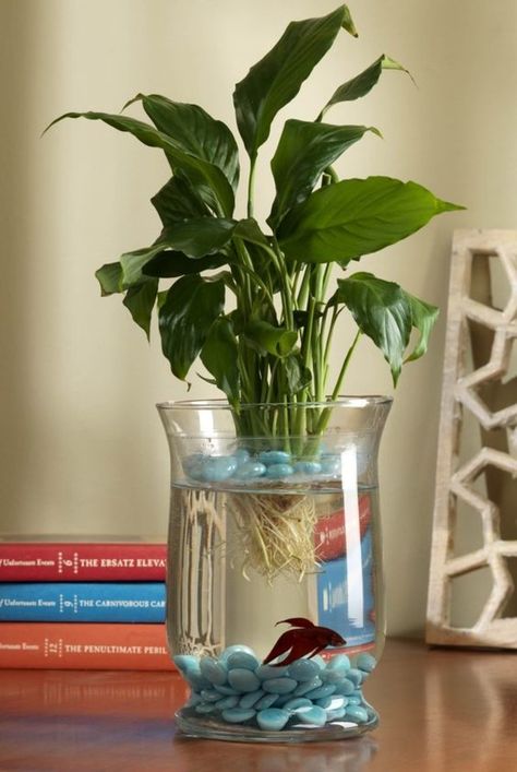 How to Grow a Lily to Add a Little ‘Wow’ Factor in Your Fish Bowl – SheKnows Betta Fish Bowl, Water Plants Indoor, Tanaman Air, Taman Air, Peace Lily Plant, Tanaman Indoor, Tanaman Pot, Indoor Water Garden, Fish Vase