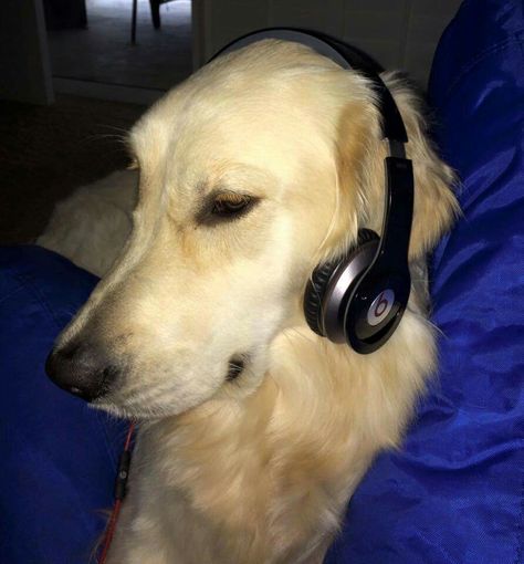 Dog With Headphones Pfp, Dog With Headphones Aesthetic, Dog Headphones, Dog Wearing Headphones, Dog With Headphones, Photodump Aesthetic, Dog Pfp, Spotify Playlist Cover, Music Cover Photos