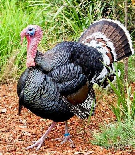 Picture Of Turkey, Turkey Pictures Image, Turkey Reference, Holiday Sketches, Turkey Animal, Turkey Picture, Taronga Zoo Sydney, Turkey Pictures, Jane Maday